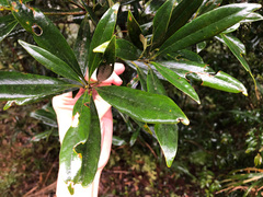 Lithocarpus dodonaeifolius
