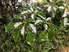Trochodendron aralioides