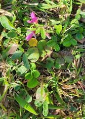 Desmodium incanum