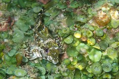 Chironemus marmoratus