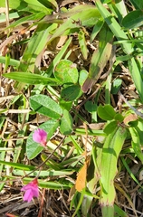 Desmodium incanum
