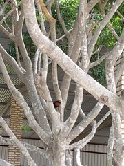 Chrysomus ruficapillus frontalis