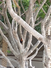 Chrysomus ruficapillus frontalis