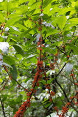 Urera caracasana