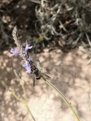 Ancistrocerus haematodes