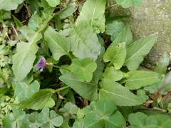 Viola inconspicua nagasakiensis