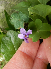 Viola inconspicua nagasakiensis