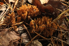 Phaeoclavulina flaccida