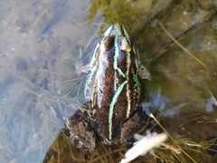Pelophylax