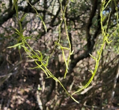 Meteoriaceae