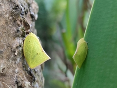 Phyllyphanta declivis