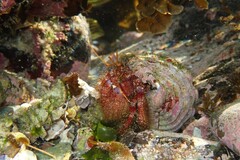 Dardanus crassimanus