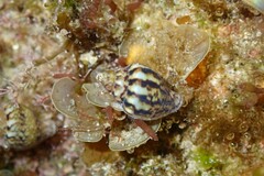 Euplica scripta