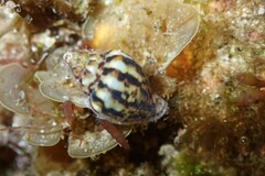 Euplica scripta