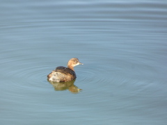 Tachybaptus ruficollis