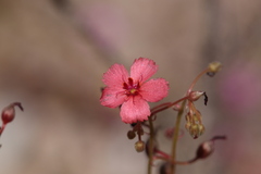 Drosera fragrans