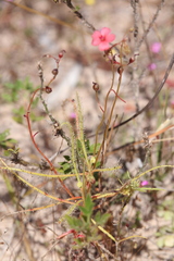 Drosera fragrans