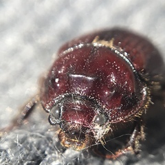 Eucanthus lazarus