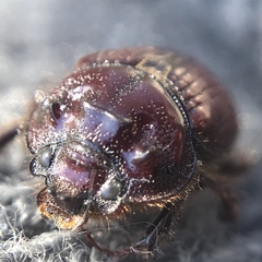 Eucanthus lazarus
