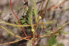 Drosera fragrans