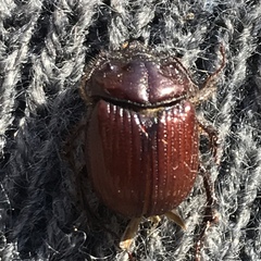 Eucanthus lazarus