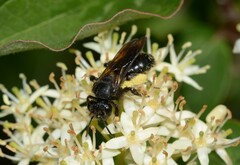 Andrena pilipes