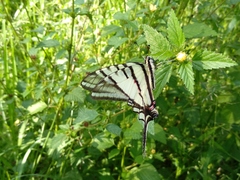 Protographium epidaus epidaus