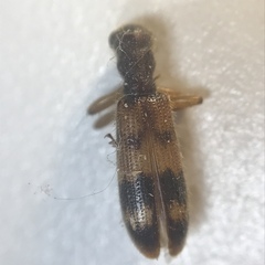 Cymatodera undulata