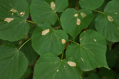 Phyllonorycter issikii