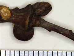 Andricus indistinctus