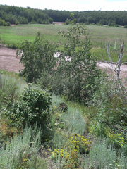 Cotoneaster melanocarpus