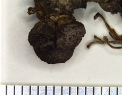 Andricus indistinctus