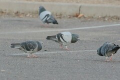 Columba livia domestica