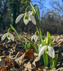 Galanthus plicatus