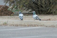 Columba livia domestica