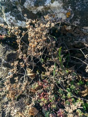 Sedum