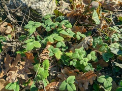 Potentilla micrantha