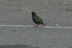 Sturnus vulgaris