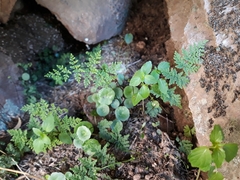 Oeosporangium