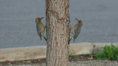 Melanerpes uropygialis