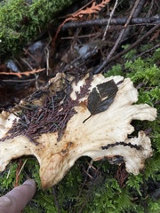Laetiporus conifericola