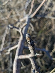 Pyrus elaeagrifolia