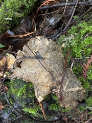 Laetiporus conifericola