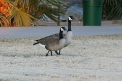 Branta canadensis
