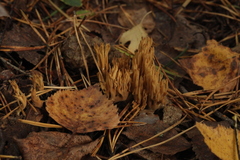 Phaeoclavulina flaccida