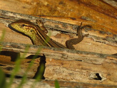 Cnemidophorus gramivagus