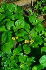 Lysimachia japonica