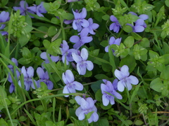 Viola canina