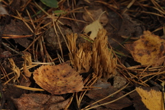 Phaeoclavulina flaccida