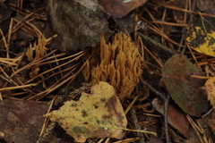 Phaeoclavulina flaccida